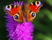 Tagpfauenauge (Aglais io)