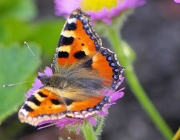Kleiner Fuchs (Aglais urticae)
