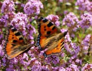Kleiner Fuchs (Aglais urticae)