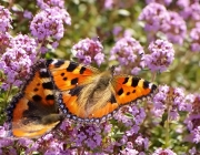 Kleiner Fuchs (Aglais urticae)