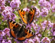 Kleiner Fuchs (Aglais urticae)