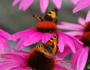 Kleiner Fuchs (Aglais urticae)