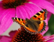 Kleiner Fuchs (Aglais urticae)