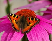 Kleiner Fuchs (Aglais urticae)