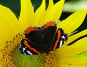 Admiral (Vanessa atalanta)