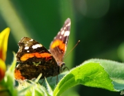 Admiral (Vanessa atalanta)
