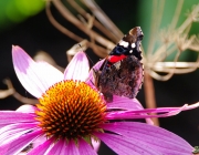 Admiral (Vanessa atalanta)