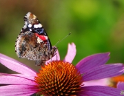 Admiral (Vanessa atalanta)