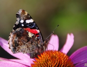Admiral (Vanessa atalanta)