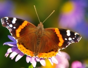 Admiral (Vanessa atalanta)
