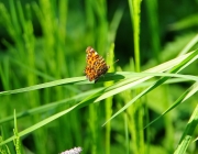 Landkärtchen (Araschnia levana f. levana)