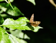 Waldbrettspiel (Pararge aegeria)