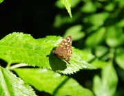 Waldbrettspiel (Pararge aegeria)