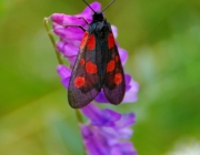 Sechsfleck-Widderchen (Zygaena filipendulae)