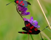 Sechsfleck-Widderchen (Zygaena filipendulae)