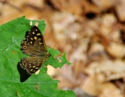 Waldbrettspiel (Pararge aegeria)