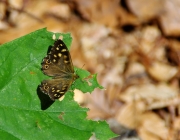 Waldbrettspiel (Pararge aegeria)