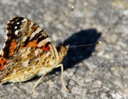 Distelfalter (Vanessa cardui)