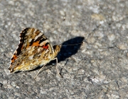 Distelfalter (Vanessa cardui)