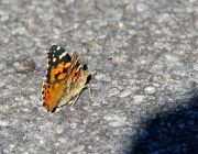 Distelfalter (Vanessa cardui)