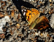 Distelfalter (Vanessa cardui)