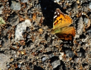 Distelfalter (Vanessa cardui)