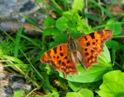 C - Falter (Nymphalis c-album)