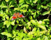 Tagpfauenauge (Aglais io)