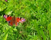 Tagpfauenauge (Aglais io)