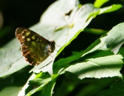 Waldbrettspiel (Pararge aegeria)