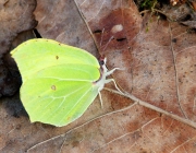 Zitronenfalter (Gonepteryx rhamni)