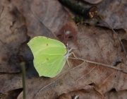 Zitronenfalter (Gonepteryx rhamni)