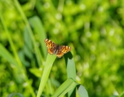 Landkärtchen (Araschnia levana f. levana)