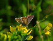 Gemeiner Bläuling (Polyommatus icarus)