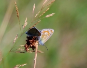 2 Bläulinge (Polyommatus icarus)