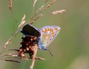 Bläuling (Polyommatus icarus)