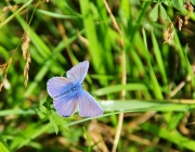 Gemeiner Bläuling (Polyommatus icarus)