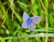 Gemeiner Bläuling (Polyommatus icarus)