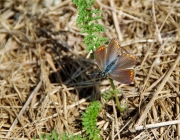 Gemeiner Bläuling (Polyommatus icarus)
