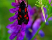 Sechsfleck-Widderchen (Zygaena filipendulae)