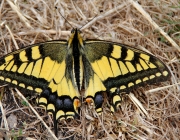 Schwalbenschwanz (Papilio machaon)