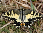 Schwalbenschwanz (Papilio machaon)