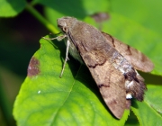 Taubenschwänzchen