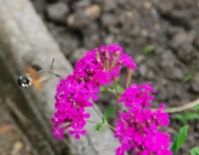 Taubenschwänzchen