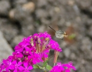 Taubenschwänzchen