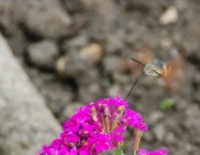 Taubenschwänzchen