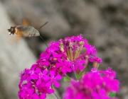 Taubenschwänzchen