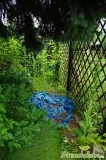 Laube links 1