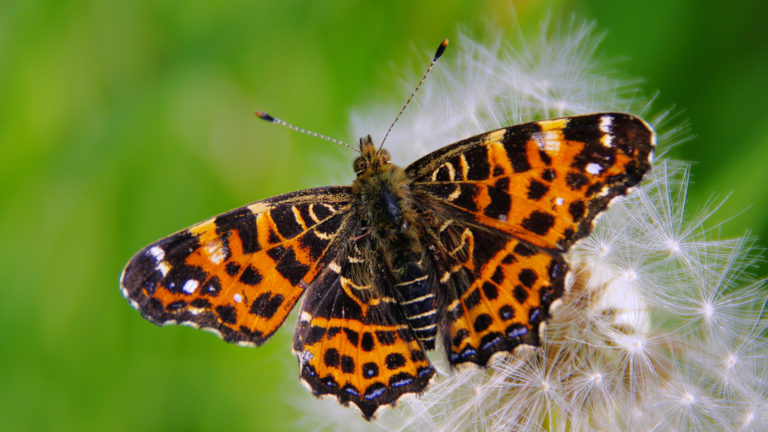 Landkärtchen (Araschnia levana)