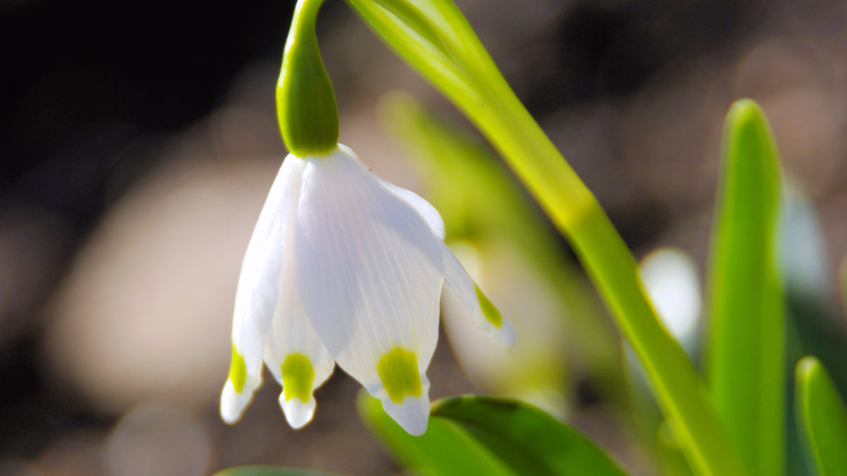 KW11 – Im Garten wenig Neues